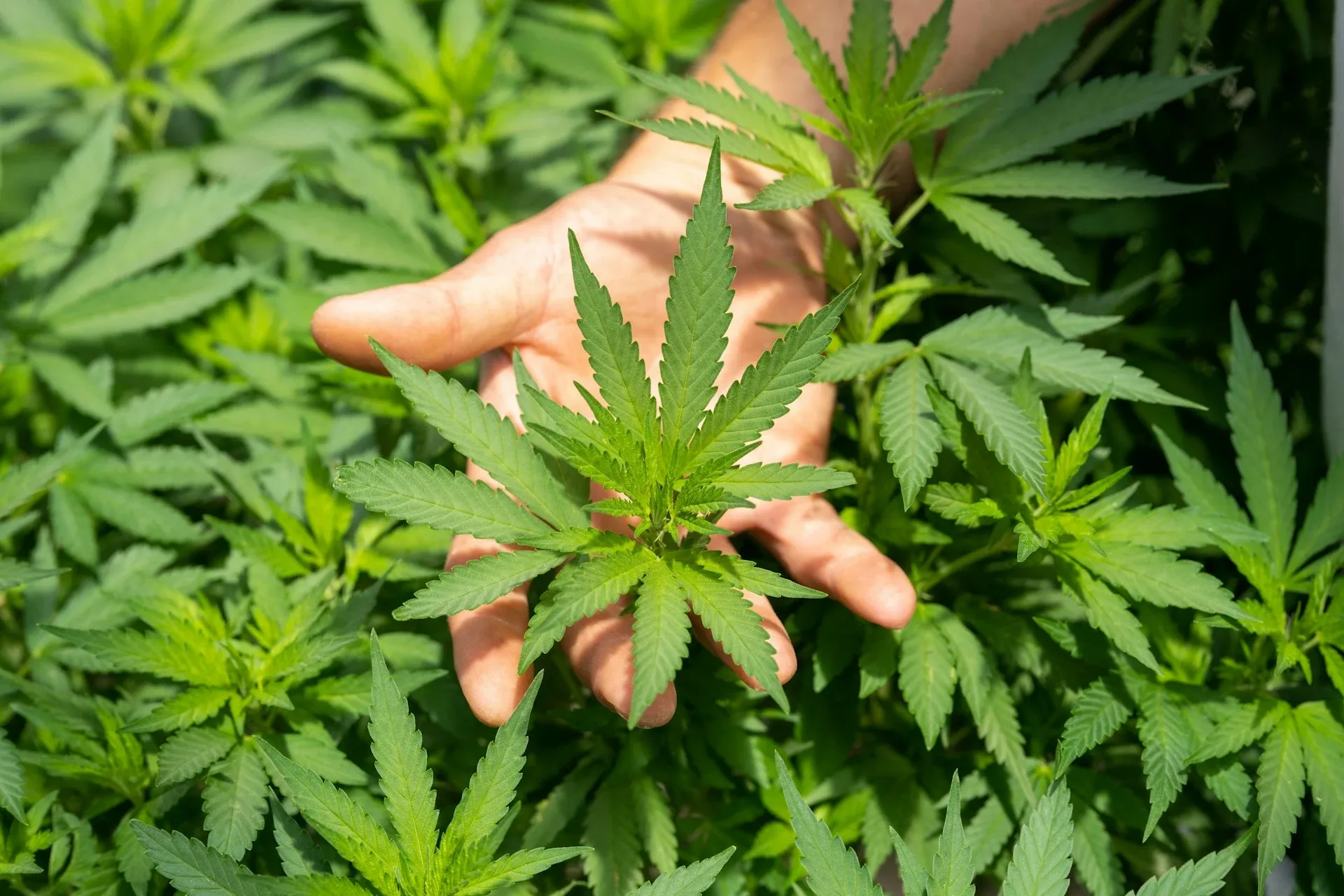 Hand holding a cannabis leaf among dense plants.